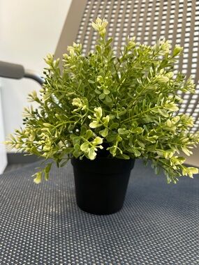 IKEA Faux Boxwood Plant in Black Pot - Green and Cream